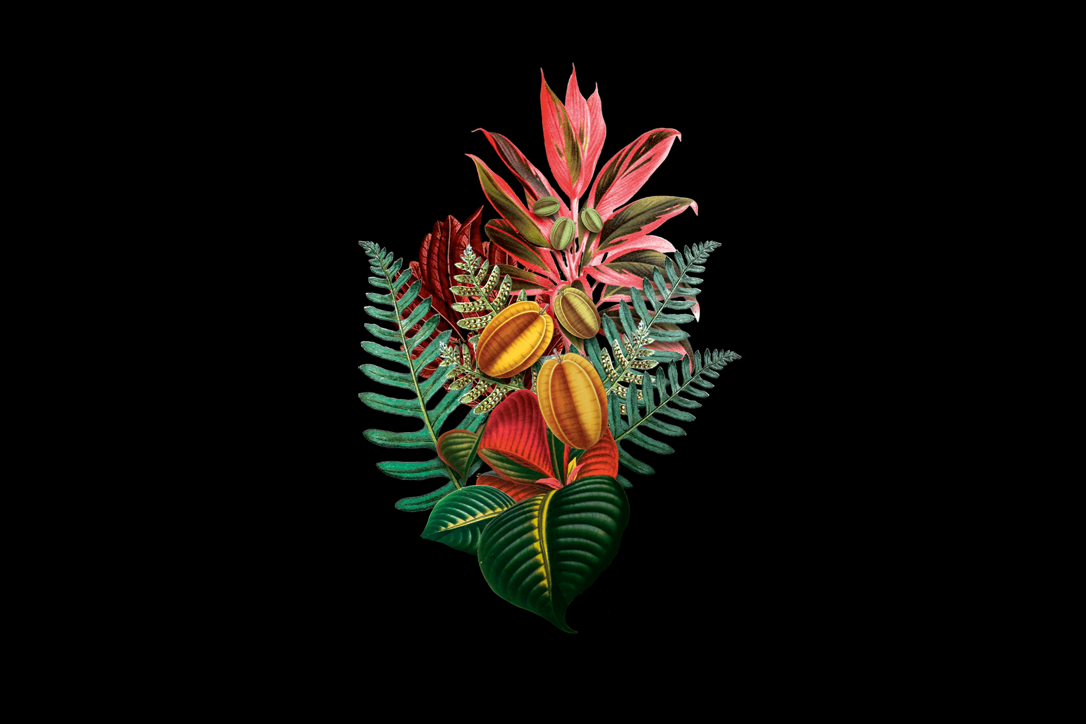 Flower Flabellum Fern drawing