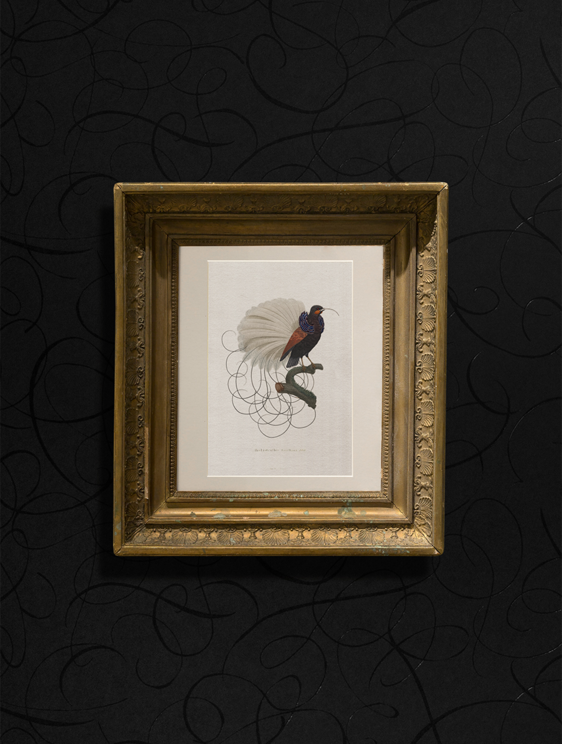 Moooi Calligraphy Bird drawing in a golden frame.